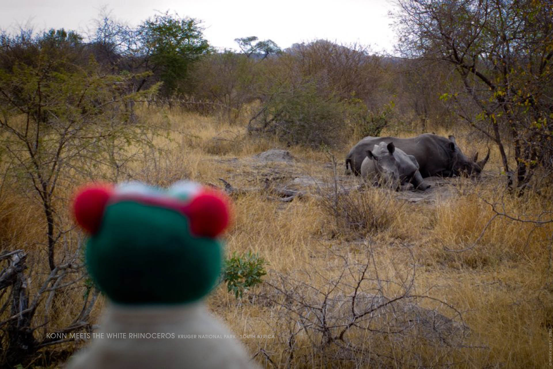 Mark Hiley's KONN THE FROG meets the white Rhinoceros, Kruger National Park, South Africa
